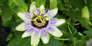 Como usar folhas de maracujá para fazer um chá natural contra insônia