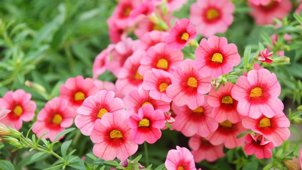 As melhores flores para cultivar em vasos mesmo em espaços pequenos