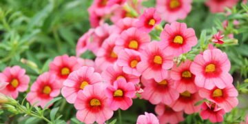 As melhores flores para cultivar em vasos mesmo em espaços pequenos