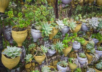 Veja as hortaliças que você pode cultivar em casa usando garrafa PET