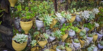 Veja as hortaliças que você pode cultivar em casa usando garrafa PET