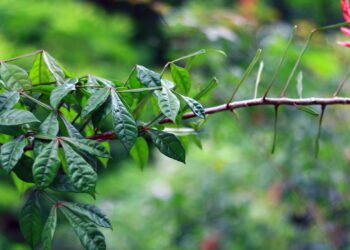 O segredo natural para digestão, febre e saúde gástrica que poucos conhecem