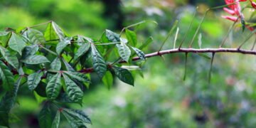 O segredo natural para digestão, febre e saúde gástrica que poucos conhecem