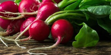 Dicas para cultivar rabanetes de forma simples e sem complicação