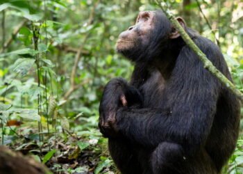 As curiosidades ocultas do reino animal que desafiam lógica humana