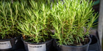 Como ter alecrim sempre fresco em casa com cuidados simples