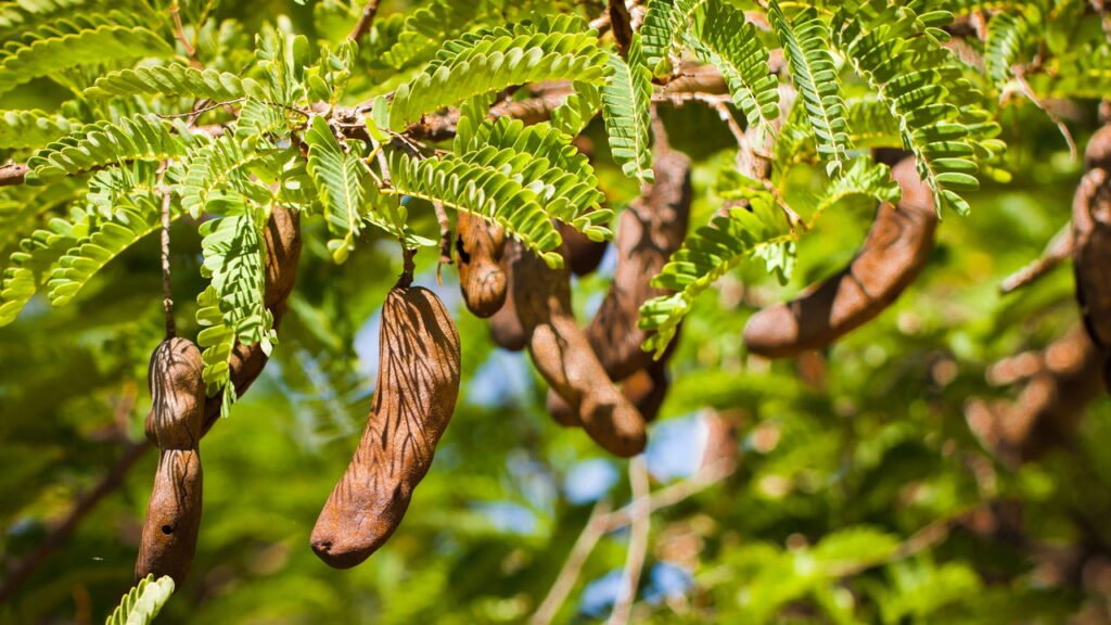 Plante tamarindo com dicas fáceis e garanta frutos saborosos em casa. Saiba o solo, clima e cuidados para uma colheita farta e saudável.