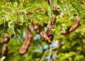 Plante tamarindo com dicas fáceis e garanta frutos saborosos em casa. Saiba o solo, clima e cuidados para uma colheita farta e saudável.