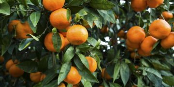 O passo a passo fácil para cultivar tangerina no quintal