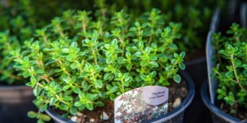 Tomilho fresco o ano todo! Aprenda a cultivar em casa de forma simples