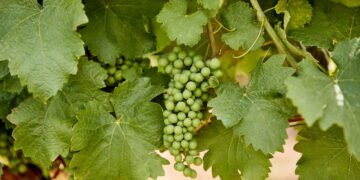 Veja como ter uma videira de uva verde saudável em casa
