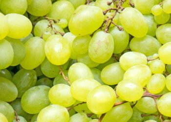 Por que podar sua videira de uva verde faz toda a diferença na colheita