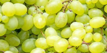 Por que podar sua videira de uva verde faz toda a diferença na colheita