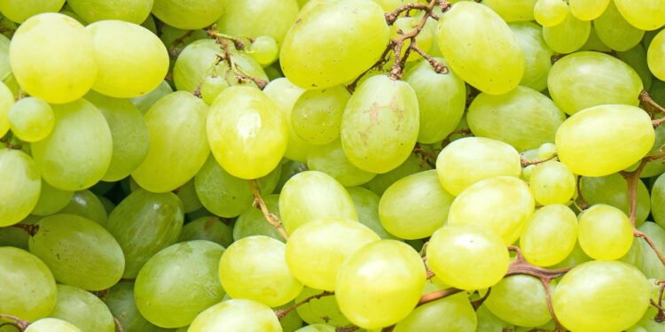 Por que podar sua videira de uva verde faz toda a diferença na colheita