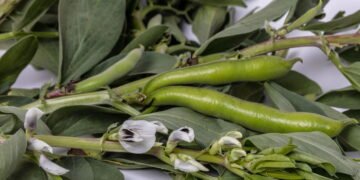 Como plantar vagem em casa com passo a passo simples