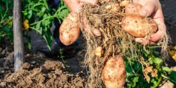 Entre mandioca e batata, qual é o verdadeiro aliado da sua saúde?