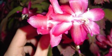 Aprenda como plantar a flor-de-maio e um truque para ela florescer fora de época