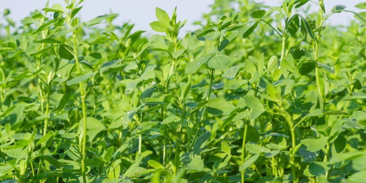 7 segredos para cultivar alfafa no jardim da sua casa de forma natural e saudável