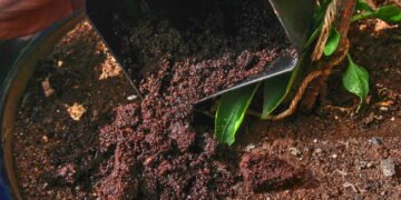 Aprenda a usar borra de café na horta para fortalecer suas plantas