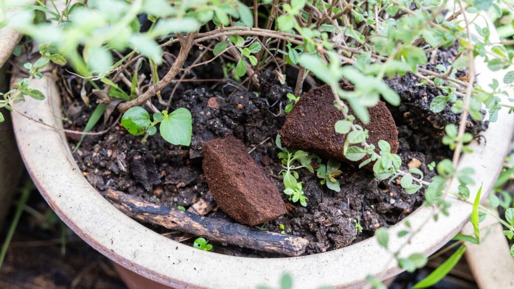 Aprenda a usar borra de café na horta para fortalecer suas plantas