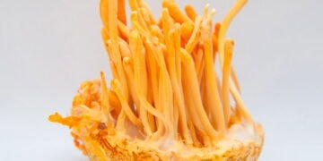 Fungo de "The Last of Us" realmente existe? Conheça os parasitas mais assustadores da natureza