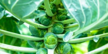 Cultive essa hortaliça em casa e melhore sua imunidade naturalmente