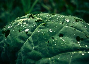 7 passos simples para cultivar sua couve em casa e economizar no mercado