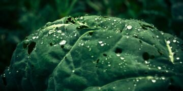 7 passos simples para cultivar sua couve em casa e economizar no mercado