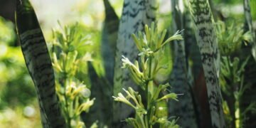 Espada-de-São-Jorge dá sorte? Saiba como cultivar em casa