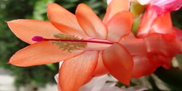 Aprenda a plantar a flor-de-maio e um truque para ela florescer fora de época