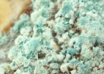 Fungo de "The Last of Us" realmente existe? Conheça os parasitas mais assustadores da natureza