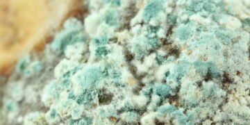 Fungo de "The Last of Us" realmente existe? Conheça os parasitas mais assustadores da natureza