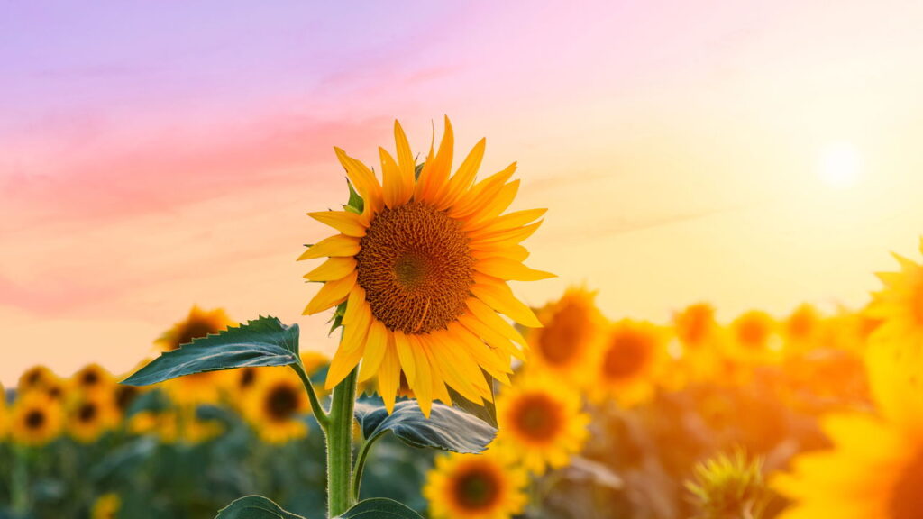 Aprenda a cultivar em casa flores que afastam energias negativas