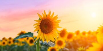 Aprenda a cultivar em casa flores que afastam energias negativas