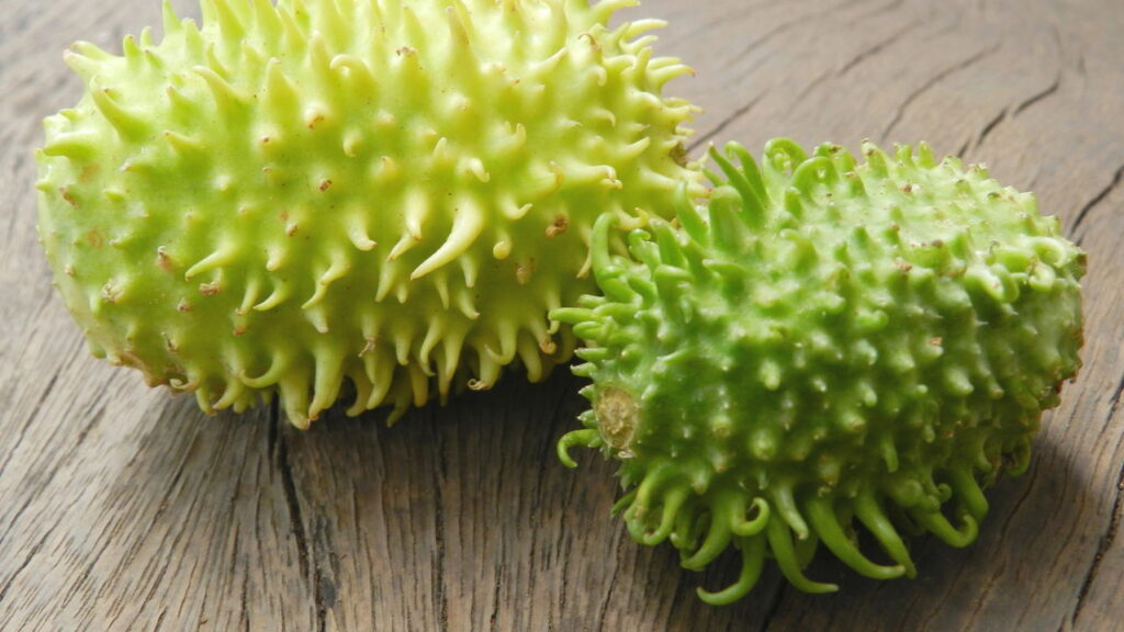 Você sabe o que é maxixe? Conheça todos os benefícios desse vegetal esquecido
