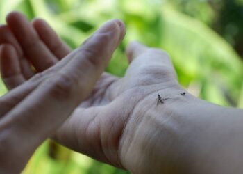 Pessoa abatendo mosquito da dengue que se alimentava em seu braço