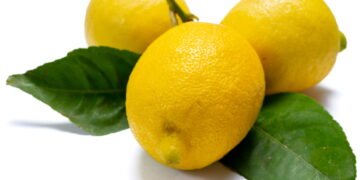 Como cultivar limão-siciliano e garantir uma colheita saudável