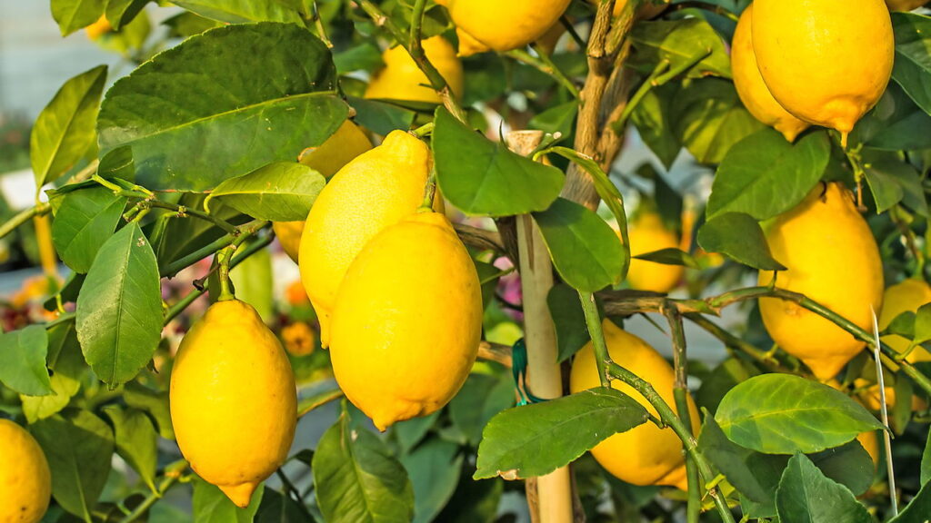 Como cultivar limão-siciliano e garantir uma colheita saudável