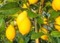 Como cultivar limão-siciliano e garantir uma colheita saudável