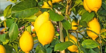 Como cultivar limão-siciliano e garantir uma colheita saudável