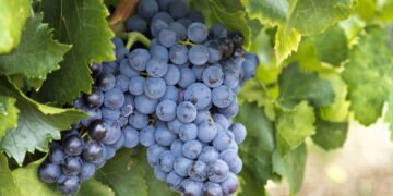 Você só precisa de sol, espaço e poda certa para ter uvas em casa