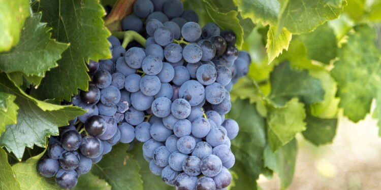 Você só precisa de sol, espaço e poda certa para ter uvas em casa