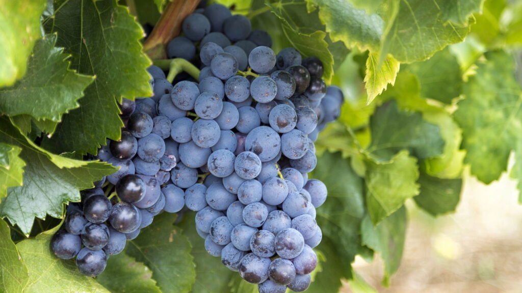 Essas frutas ajudam a combater a rugas e flacidez da pele