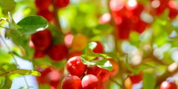 Essas frutas ajudam a combater a rugas e flacidez da pele