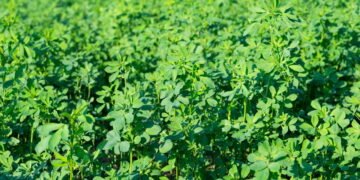 Como plantar alfafa em casa de forma simples e cheia de benefícios