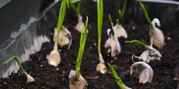 Aprenda a replantar broto do alho e colher cabeças saudáveis