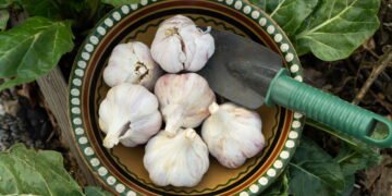 Aprenda a replantar broto do alho e colher cabeças saudáveis