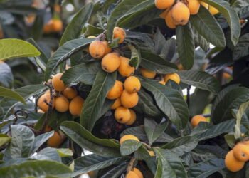 Se você ama fruta fresca precisa saber como plantar ameixa-nêspera