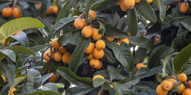 Se você ama fruta fresca precisa saber como plantar ameixa-nêspera