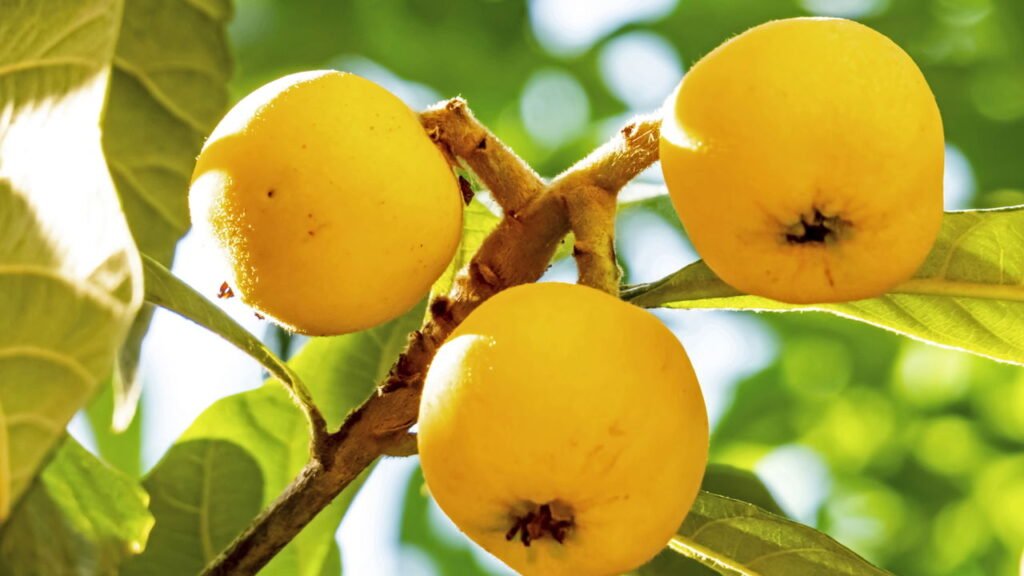 Se você ama fruta fresca precisa saber como plantar ameixa-nêspera